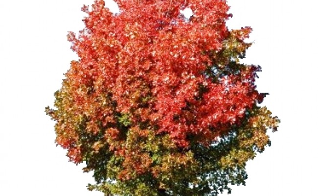 Klon tatarski odm. ginalla DUŻE SADZONKI 250-300 cm, obwód pnia 8-10 cm (Acer tataricum subsp.ginnala)